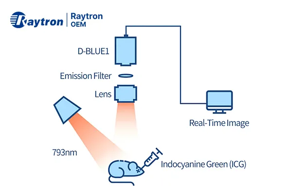 Schematic diagram of NIR‑II in‑vivo imaging system with D‑BLUE1 SWIR camera and ICG probe